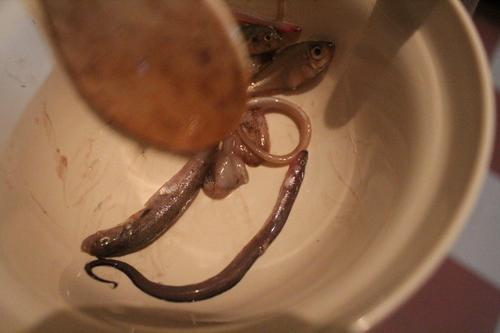 Remove other species of fish, like this eel.