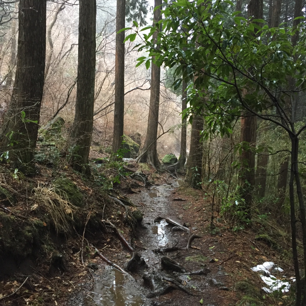 Dirt path strewn with roots and muddy from the rain