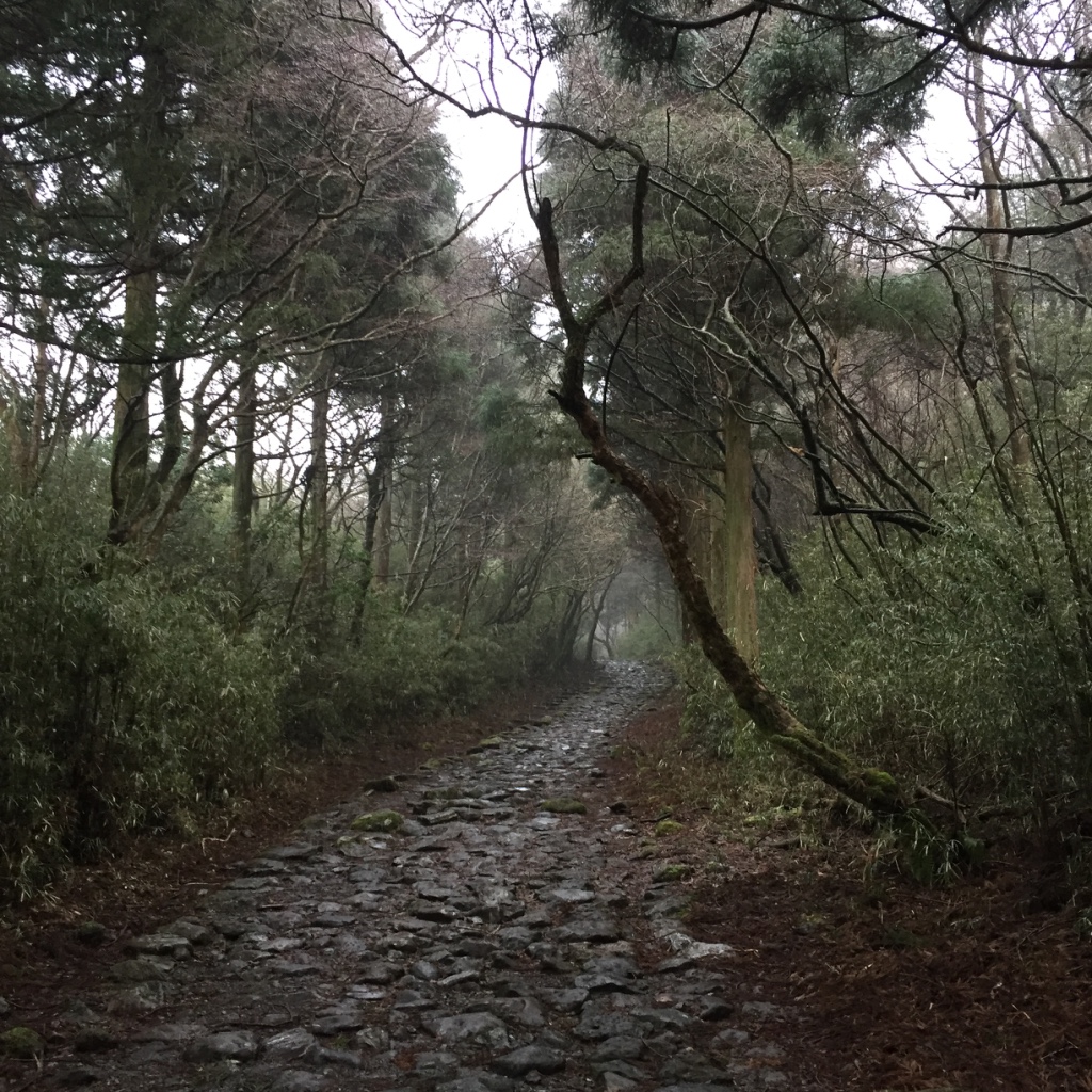 Rocky trail lined by trees
